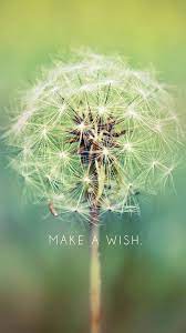  Romantichna Natura On Twitter Iphone 6 Wallpaper Backgrounds Iphone 6 Wallpaper Dandelion Wallpaper