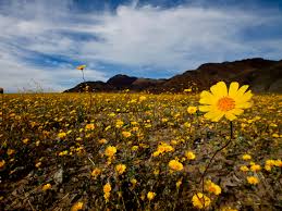 Downhill in morango valley, across a flat valley, then up a short hill and down fives miles to a left turn off towards palm desert. Death Valley S Rare Super Bloom Covers Desert With Beautiful Flowers Conde Nast Traveler