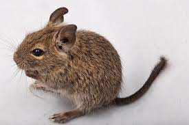 10 Things You Should Know Before Adopting A Degu Pets4homes Degu Degus Pet Rodents