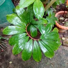 Image result for Costus subbiflorus