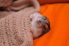 Hamster Sleep Schedules And You Bechewy
