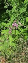 Image result for Indigofera homblei