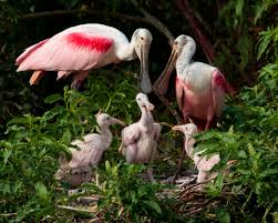 Baby Bird With No Feathers Roseate Spoonbill Roseate Spoonbill Birds Pet Birds