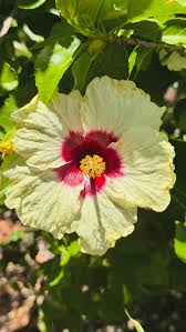 Image result for Hibiscus aethiopicus
