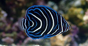 Arizona's premier aquatics stores featuring high end saltwater and freshwater items including fish, coral, plants, aquariums, equipment, and more. Acclimation Procedure For Aquatic Life Welcoming Home New Arrivals