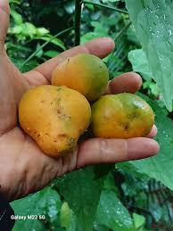 Image result for Pouteria