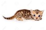 How to Feed a Bengal Cat - Bengal Cat Club