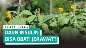 Khasiat daun insulin untuk mengatasi diabetes. Manfaat Daun Insulin Yang Terlupakan Kompasiana Com