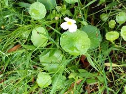 Image result for Hydrocotyle