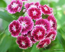 Free Download Sweet William Flower 5 4283 Full Size Hdwal Com Sweet William Dianthus Flowers Types Of Flowers