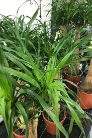 Elefantenfuss In 2020 Pflanzen Zimmerpflanzen Elefant