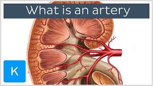 Drains de oxygenated blood from the pelvis and lower limbs. What Is An Artery Human Anatomy Kenhub Youtube