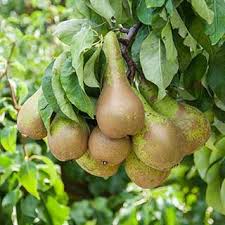 Dwarf fruit trees are the perfect choice to grow fruit in small, confined spaces. Patio Dwarf Fruit Trees