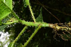 Image result for Urera gravenreuthii