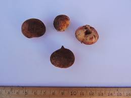 Image result for Savannosiphon euryphyllus