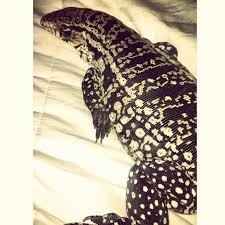 Argentine Black And White Tegu For Sale Uk Argentine Black White Tegu Tegu Lizard Animal Lover