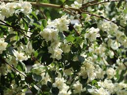 Jasmin blüht von juni bis september. Pfeifenstrauch Falscher Jasmin Dame Blanche Philadelphus Dame Blanche Baumschule Horstmann