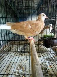 Yang terakhir ada jenis kelantan yang mudah untuk didapatkan di indonesia, untuk harga burung. Tekukur Warna Peliharaan Dongkrak Gengsi Harian Merapi