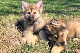 How much does a black german shepherd cost? Giant German Shepherd Is This Oversized Shepherd A Great Companion