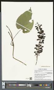 Image result for Dioscoreophyllum