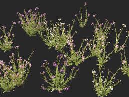 Image result for Mimulus gracilis