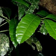 Image result for Xymalos monospora