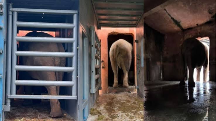 Elefante Sandro deixa Sorocaba hoje rumo a santu&aacute;rio em MT