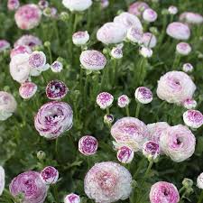 Image result for Ranunculus stagnalis