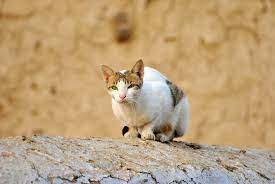 The signs of feline nasal cancer typically can't be distinguished from the signs of an upper respiratory infection or other nasal disorder. 4 Types Of Cat Cancer And Their Common Symptoms