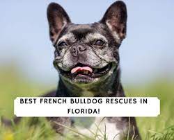 French bulldog puppies florida rescue. 5 Best French Bulldog Rescues In Florida 2021 We Love Doodles