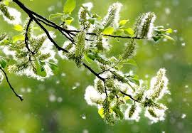 How To Manage Spring Allergies Cleveland Clinic
