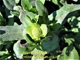 Image result for Enydra fluctuans