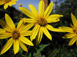Some native americans used the roots as medicine for sores, burns, and rheumatism. Sunflower Description Uses Facts Britannica