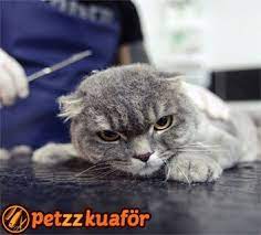 bazi kedi cinslerinde uygulamasi daha on planda tutulan makas tirasi kedinizin daha estetik gorulmesinde onemli rol alacaktir kedi kedi kopek kopek
