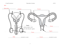 To provide further information about male and female reproductive anatomy. Male Female Reproductive Worksheet Key