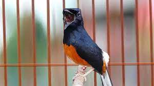 Cara Mengatasi Murai Batu Kurang Fighter Ngotot Agresif