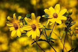 Add yellow to your garden to create a cheerful and serene environment. 30 Types Of Yellow Flowers With Pictures Flower Glossary