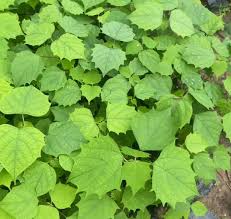 Image result for Grewia arborea