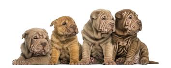 Ori pei originated in north america in the 1970s and has since then grown in popularity, it has both the pug and shar pei blood being a. Shar Pei Known For Its Distinctive Wrinkled Appearance