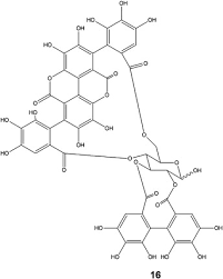 Image result for Terminalia brachystemma