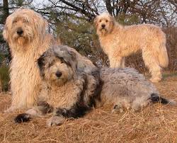 Questa particolare razza canina è stata selezionata in antichità come cane da pastore per proteggere, sorvegliare e guidare le greggi. Razze Cani Cane Da Pastore Bergamasco
