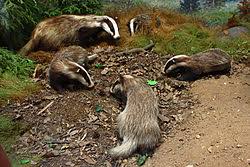 Förr var uppstoppade djur biologilärarens standardutrustning: Europeisk Gravling Wikipedia