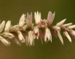 Image result for Hermbstaedtia