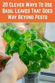 What to do with fresh basil from garden. 20 Clever Ways To Use Basil Leaves That Goes Way Beyond Pesto Basil Leaves Drying Herbs Easy Herbs To Grow