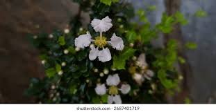 Image result for Malpighia coccigera