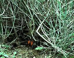 Image result for Hydnoraceae