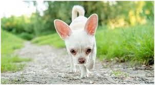 White Chihuahua Rare And Beautiful The Goldens Club