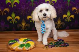 Licking for Love is a Baton Rouge rescue. If you can help, please reach out  to them.