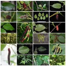 Image result for Moraceae
