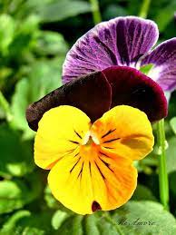 Yellow Purple Pansy Pansies Pansies Flowers Purple Pansy